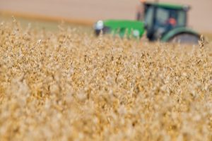 Tractor in a wheat field