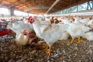 Chickens in a farm